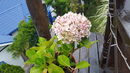 Pink Flowerの写真素材