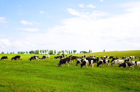 Cows on a fieldの写真素材