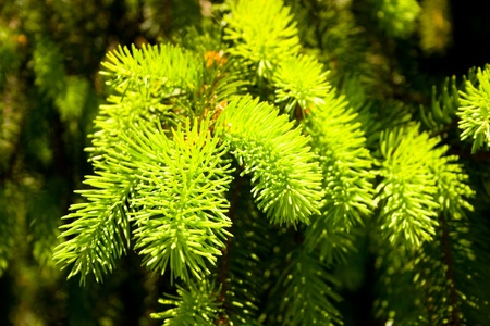 fresh spring green pine tree branch 