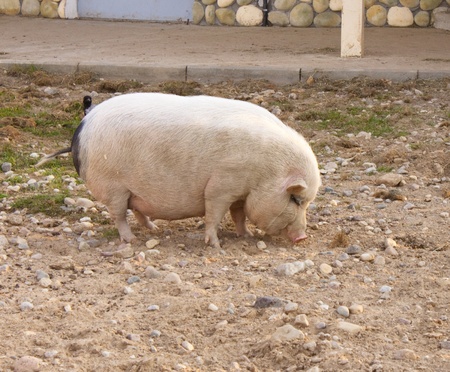 pigの写真素材