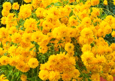 many beautiful yellow flowersの写真素材