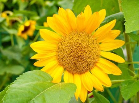 Beautiful sunflower on the fieldの写真素材