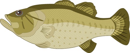 Image of fish on a white background. のイラスト素材