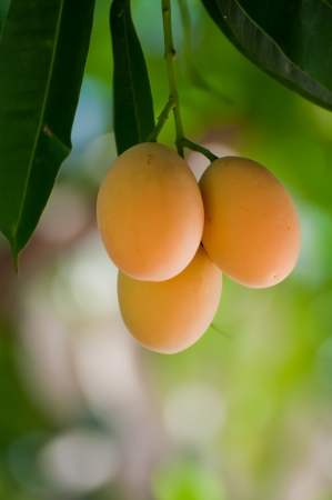 Thai Friut , Bouea macrophylla  by Griffith,   Marian Plum , Plum Mango , AnacardiaceaeBoueaの写真素材