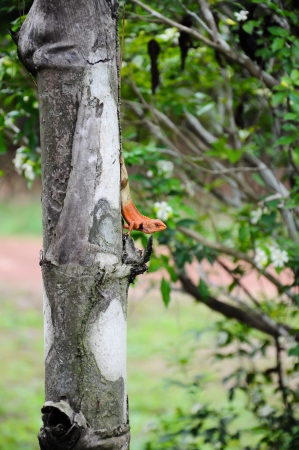Iguna in Nroth-Eathern of Thailand  Lacertilia sp  の写真素材