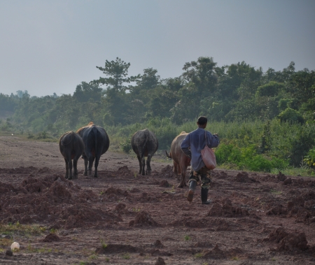 herd of buffalo  go beside the road, thailandの写真素材
