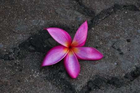 Plumaria, flower is falling down on the foot pathの写真素材