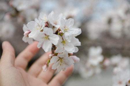 sakura, Spring cherry blossom