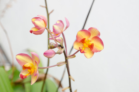 Mixed color Orange-Red Orchidの写真素材