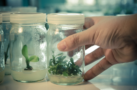 experiment of plant tissue culture in the laboratory