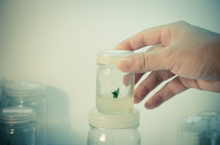 experiment of plant tissue culture in the laboratory