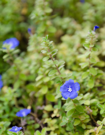 the little blue flowers with green の写真素材