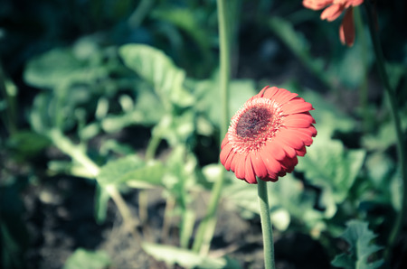 gerbera daisies in the garden in springの写真素材