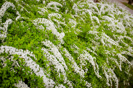 Clusters of small white flowers in parkの写真素材