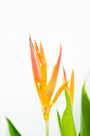 Bird of Paradise Flowers Isolatedの写真素材