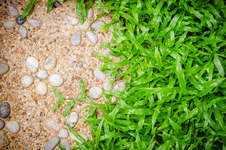 cement and grass green の写真素材