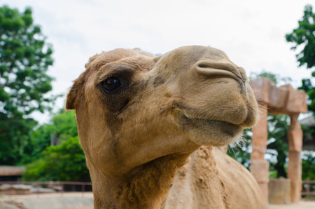 funny camel portrait  Happy camel, The facial expression of a camelの写真素材