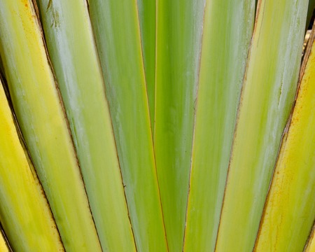 Pattern of banana like blows background textureの写真素材