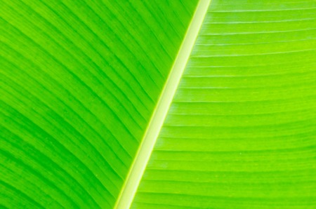 Banana leaf background with linesの写真素材
