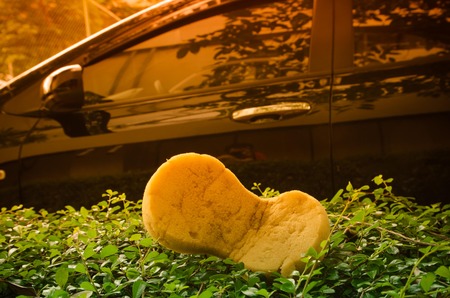 Car Care - Washing a Car with a Spongeの写真素材