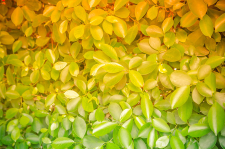 the Green leaves wall background