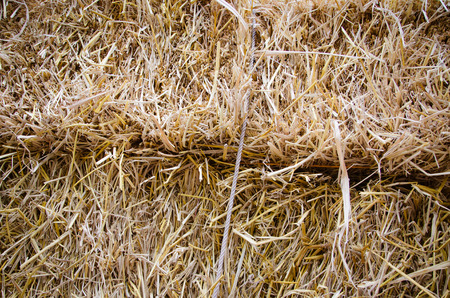 bunches of hay background