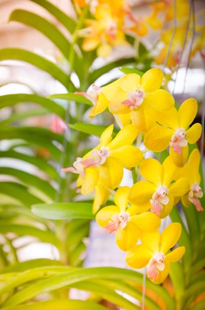 Bright colored wild orchid as floral backgroundの写真素材