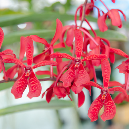 Beautiful Orchid in garden,colorful orchid in gardenの写真素材