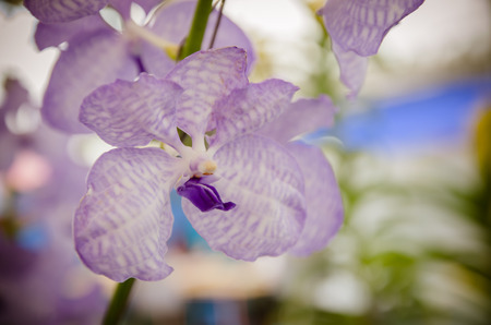 Purple orchid flowers in garden