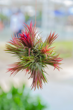 Bromeliad tree growth on the woodの写真素材
