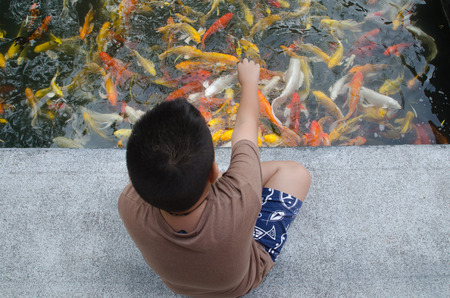 Young boy feeding koi carps in the pond.の写真素材