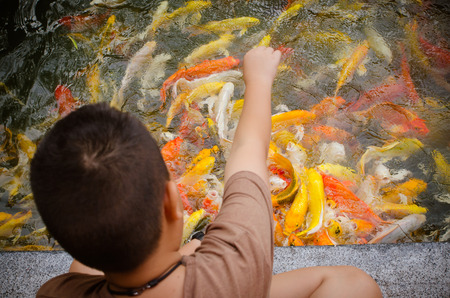 Young boy feeding koi carps in the pond, selective focus at fishes.の写真素材