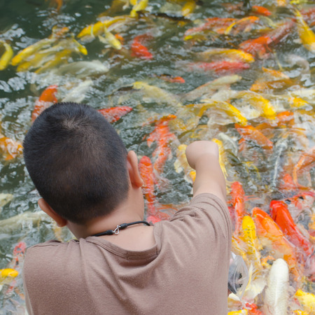 Young boy feeding koi carps in the pond.の写真素材