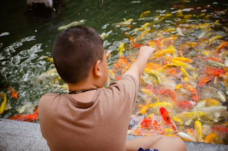 Young boy feeding koi carps in the pond.の写真素材