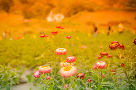 the Colorful Straw Flowersの写真素材