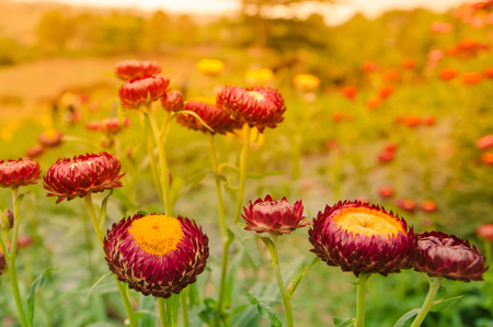 the Colorful Straw Flowersの写真素材
