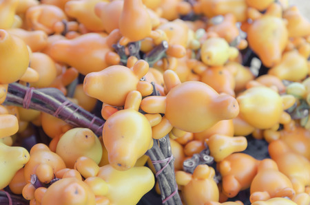 the fancy eggplant in Thai market, Nipple fruit, Titty Fruit, Cow's Udder, Apple of Sodom, ox Faceの写真素材