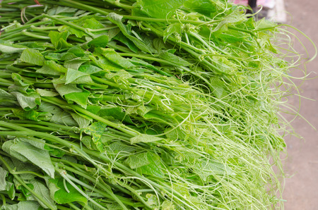 Bunch of fresh chayote Green Vegetable in asiaの写真素材