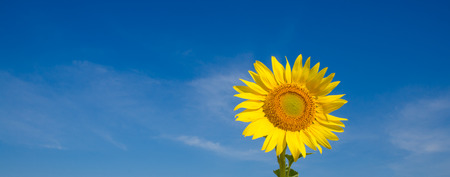 Close-up of sunflowers against a blue sky on fieldの写真素材