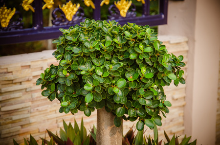 Shrubs in a pot in the gardenの写真素材