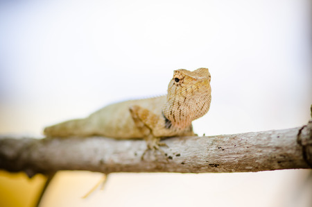 Iguna in North-Eathern of Thailand (Lacertilia sp.)の写真素材