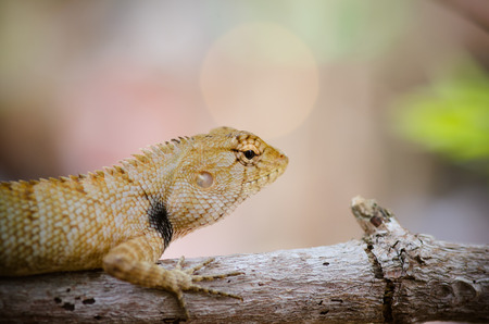 Iguna in North-Eathern of Thailand (Lacertilia sp.)