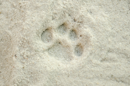 one cat paw prints in the sand.の写真素材
