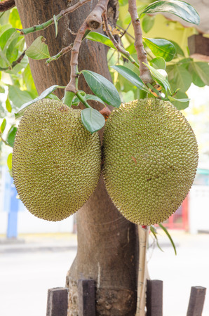Jackfruit on the tree. Exotic big fruit with strange smellの写真素材