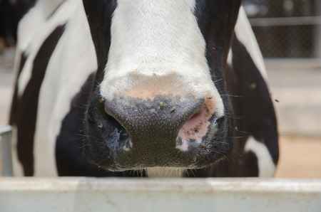 Black and white cow snout close up with small fliesの写真素材