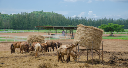 Horses at horse farm. Country landscape. In the pastureの写真素材