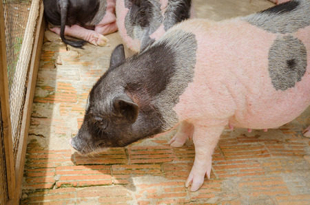 cute pig in cage stand on brick covered groundの写真素材