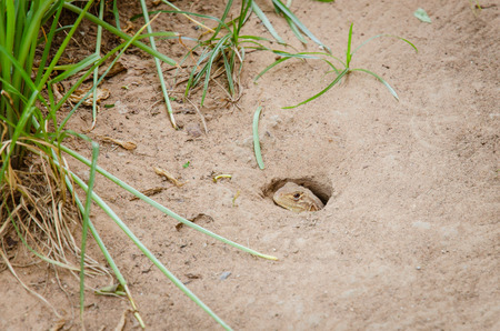 Butterfly lizard Smallscaled lizard Ground lizard in holeの写真素材