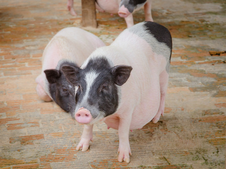 cute pig in cage stand on brick covered groundの写真素材