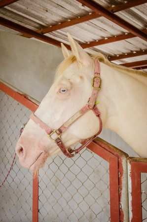 A portrait of horse in barn behind cageの写真素材
